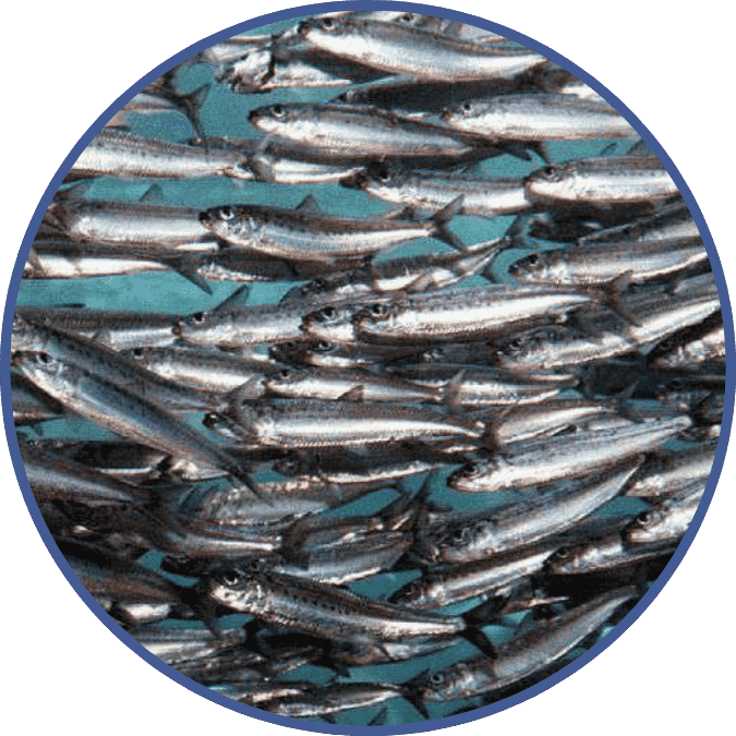 Sardine Peptide